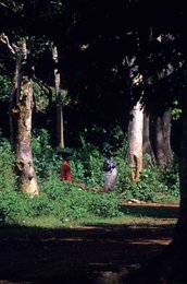 Comoros-Archipelago;-Forest;-France;-Indian-Ocean;-Kaleidos;-Kaleidos-images;-La-parole-à-limage;-Laurent-Abad;-Mayotte;-Nature;-Silhouettes;-Stories-Pictures;-Trees;-Undergrowth